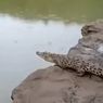 Pengakuan Perekam Video Viral Buaya di Sungai Oya Gunungkidul: Panjangnya 1,5 Meter