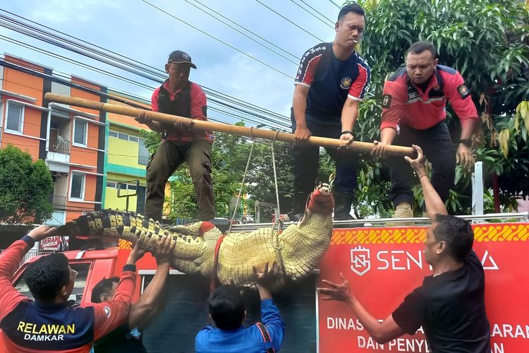 Buaya saat dievakuasi ke Kantor Induk Damkarmat Kota Yogyakarta, Jumat (29/11/2024)