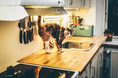 Alasan Kucing Suka Naik ke Atas Meja Dapur dan Cara Mengatasinya