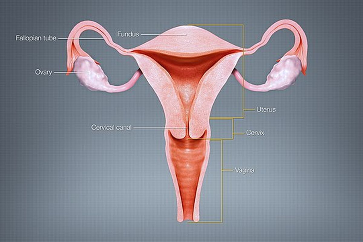 Infertilitas faktor rahim adalah suatu kondisi yang membuat wanita tidak dapat hamil karena tidak memiliki rahim atau rahimnya tidak berfungsi.