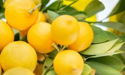 Benarkah Aroma Lemon Ampuh Mengusir Kecoa di Rumah? Ini Kata Ahli