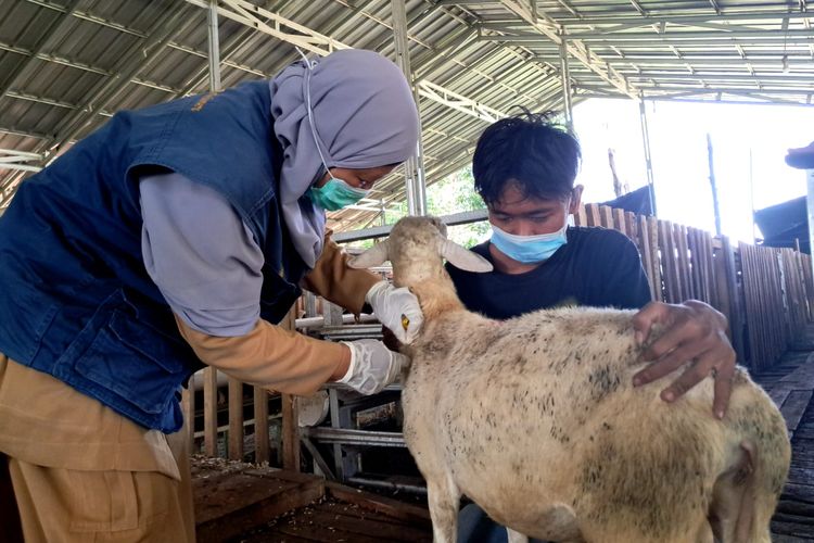 Dompet Dhuafa Lampung bersama Pusat Kesehatan Hewan (Puskeswan) Wilayah 3 Kabupaten Pringsewu melakukan vaksinasi pada hewan-hewan kurban, Selasa (23/5/2023).