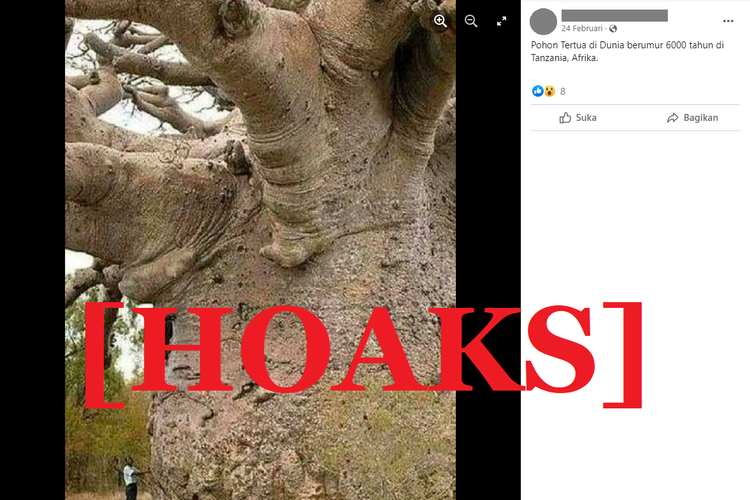 Tangkapan layar unggahan hoaks di sebuah akun Facebook, pada 24 Februari 2022, yang menyebut bahwa pohon tertua di dunia berusia 6.000 tahun dan berada di Tanzania, Afrika.