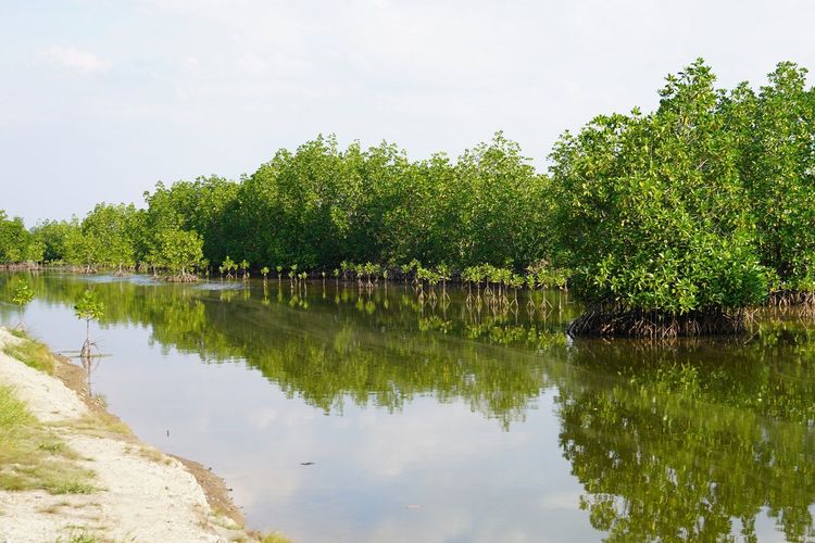 Kalimantan Utara (Kaltara) menjadi salah satu fokus utama Badan Restorasi Gambut dan Mangrove (BRGM) dalam upaya rehabilitasi mangrove. 
