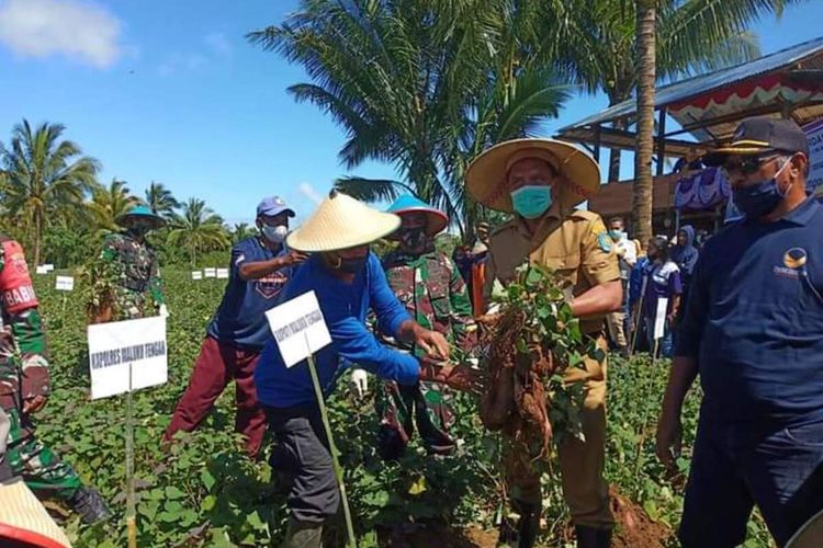 Bupati Maluku Tengah Tuasikal Abua menunjukan hasil panen ubi jalar yang ia tanam bersama masyarakat di sebuah lahan tidur di Maluku Tengah, Minggu (1/8/2021)