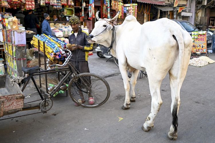 Seorang pedagang menghitung uang di samping seekor sapi di sebuah pasar di New Delhi, India pada 17 Januari 2023. Polisi India mengatakan pada Sabtu (18/2/2023), bahwa mereka telah menangkap seorang pria atas pembunuhan dua pria Muslim yang mayat hangusnya ditemukan di sebuah mobil setelah mereka diculik karena diduga menyelundupkan sapi.

