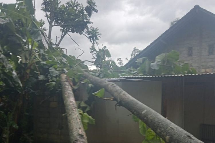 Pohon timpa rumah warga Gunungkidul. Selasa (21/1/2025)