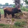 Takut Dicuri, Sapi Kurban Prabowo di Gowa Dijaga Ketat 20 Orang