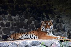 Mengenal Harimau Siberia, Harimau Terbesar di Dunia 