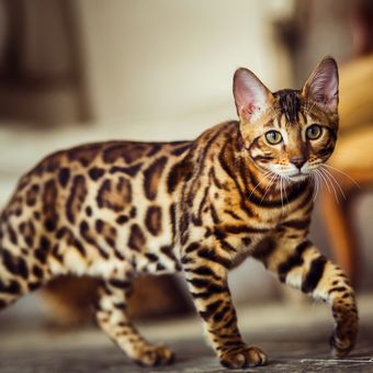 Ilustrasi kucing Bengal.