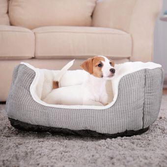 ilustrasi kasur anjing, tempat tidur anjing