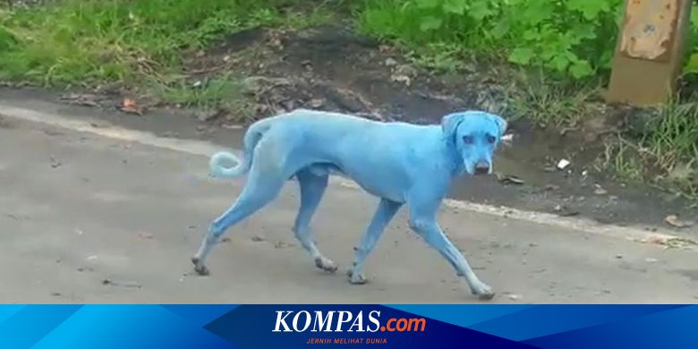 Mengapa Anjing  anjing  Bertubuh Biru  Bermunculan di India 