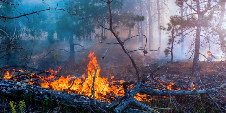 Jelaskan akibat dari kebakaran hutan