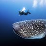 5 Ikan Terbesar di Dunia, Ada yang Beratnya Puluhan Ton