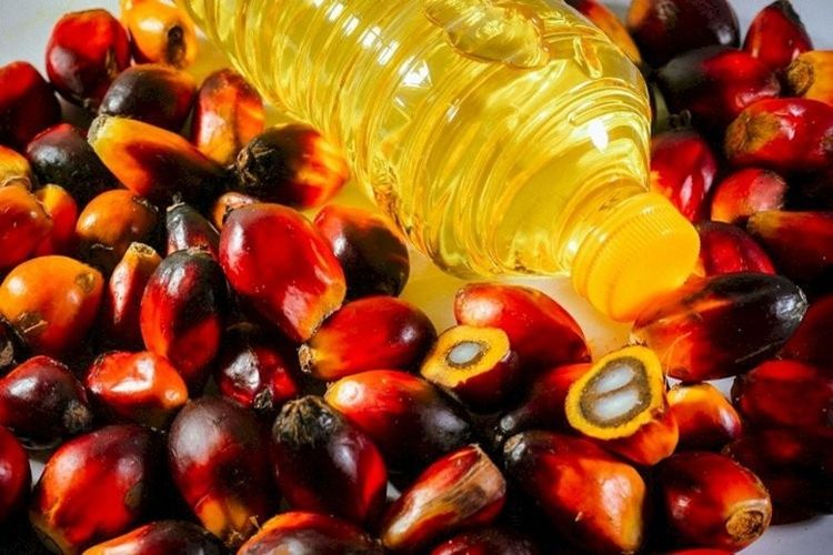 Dari Kebun ke Dapur, Ini Kisah Petani Swadaya Sawit dalam Rantai Pangan Indonesia