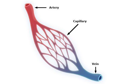 Pembuluh Darah Kapiler: Pengertian, Ciri-ciri, dan Fungsinya