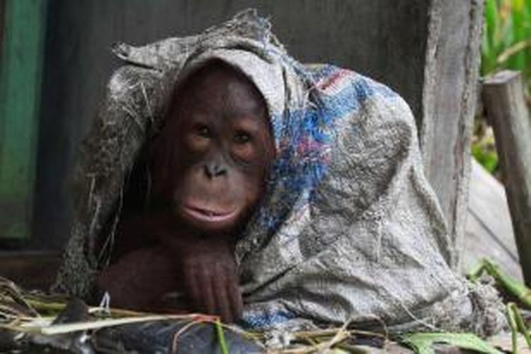 Orangutan yang dipelihara seorang warga Desa Korek, Kecamatan Ambawang, Kabupaten Kubu Raya, Kalbar, Selasa (6/10/2015).