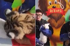 Viral Video Harimau Gigit Kelinci Saat Seremoni Pergantian Shio Tahun Baru Imlek