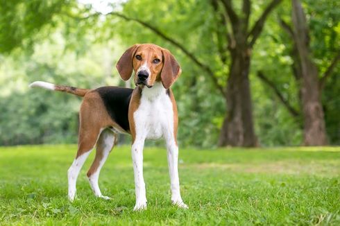 13 Fakta American Foxhound, Salah Satu Anjing Pemburu Terbaik