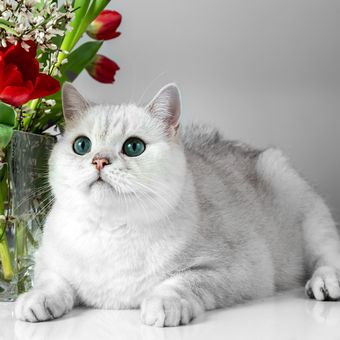 Ilustrasi kucing British shorthair.