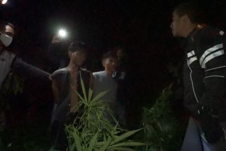 Kapolres Merangin, AKBP Irwan Andi Purnamawan saat berada di lokasi dua hektar kebun ganja milik warga Desa Nilo Dingin, Kecamatan Lembah Masurai, Merangin