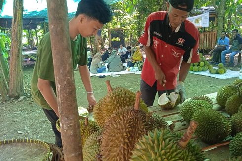 Wisata Durian Lampung, Bisa Santap Durian Sepuasnya