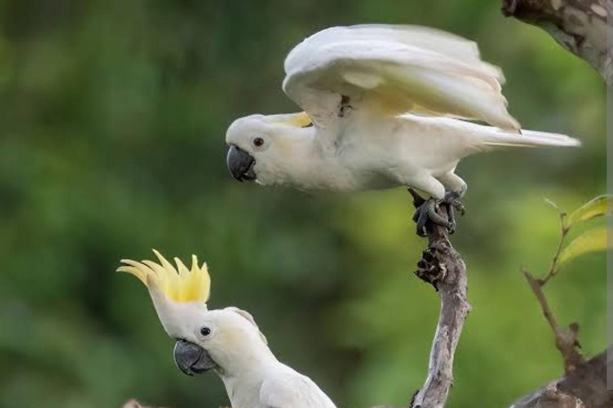 Tampak burung kakatua kecil jambul kuning di pohon Pulau Moyo, Sumbawa.