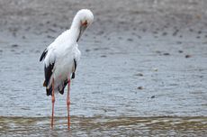 Bentuk Adaptasi Burung Bangau