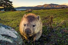 Lama Jadi Misteri, Ahli Ungkap Kenapa Feses Wombat Berbentuk Kubus