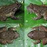 Dua Spesies Baru Katak Bertaring Ditemukan di Pegunungan Meratus