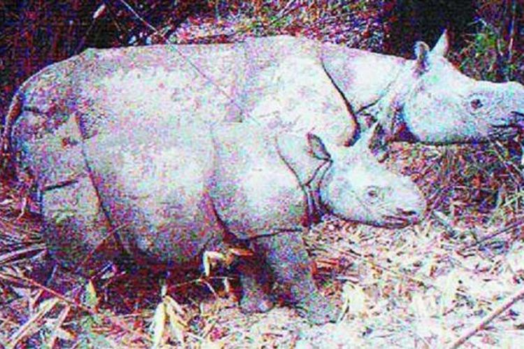 Seekor anak badak jantan tertangkap video kamera jebakan pada 1 Agustus 2012 saat melintas di hutan Taman Nasional Ujung Kulon, Banten. Ini hasil pemantauan badak jawa (Rhinoceros sondaicus) 2012 yang dilakukan Balai TNUK. Sebanyak enam anakan badak jawa baru tertangkap kamera.