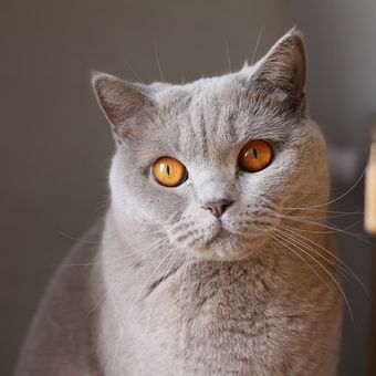 Ilustrasi kucing British Shorthair