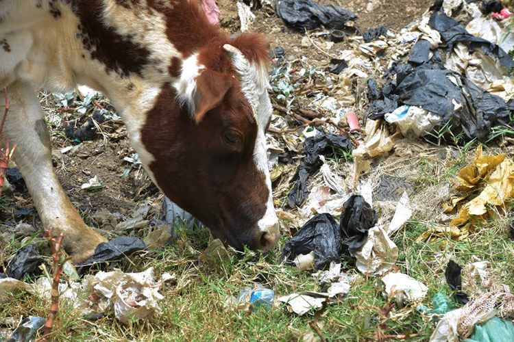 Seekor sapi di samping kantong plastik di lokasi pembuangan Kota Ngong, 30 kilometer barat daya Nairobi, Kenya, pada 24 Agustus 2017.
