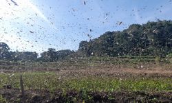 Hama Belalang Serang Lahan Padi di Sumba Timur, Kementan Sarankan Petani Ikut AUTP