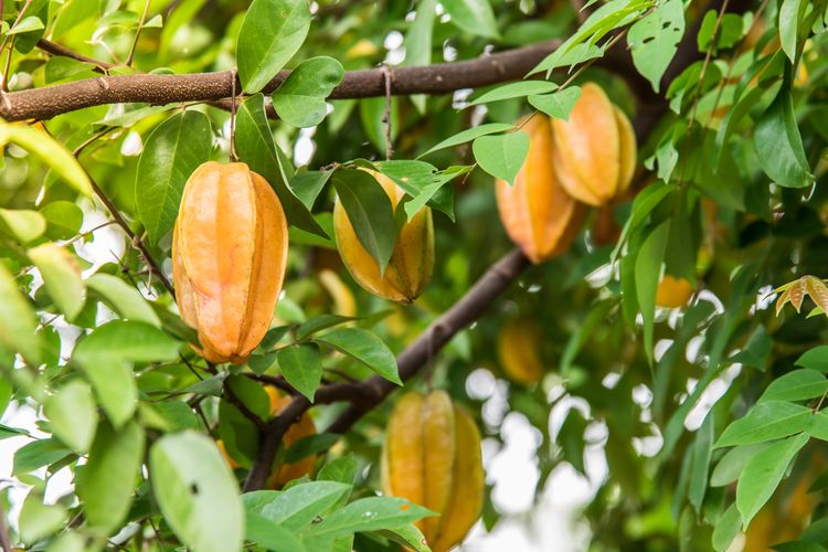 Ilustrasi belimbing, tanaman belimbing. Manfaat belimbing untuk kesehatan, khasiat buah belimbing. 