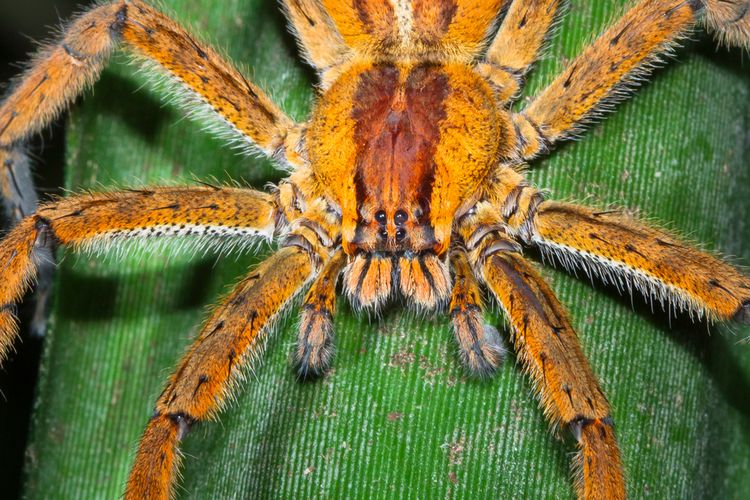 Laba-laba pengembara Brasil atau laba-laba pisang