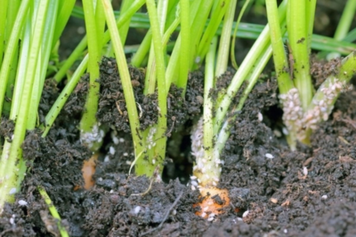 Ilustrasi serangan hama wortel