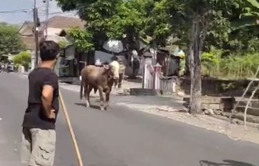 Sapi mengamuk dan kabur saat hendak disembelih.