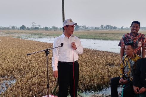 Cerita Mentan Amran soal Gagal Panen dan Tidur di Pematang Sawah...