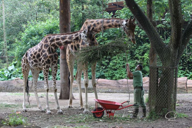 Darmanto memberi pakan jerapah di Taman Safari Bogor, Sabtu (9/5/2020). Selama penutupan karena adanya Pembatasan Sosial Berskala Besar (PSBB) dampak penyebaran Covid-19, Taman Safari Bogor tetap melakukan pemeliharaan, perawatan kesehatan dan pemberian pakan pada satwa.