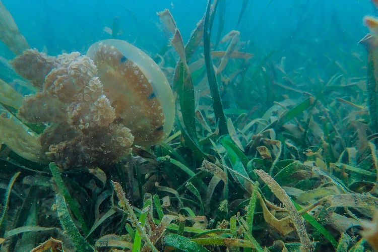 Riset BRIN menemukan faktor emisi karbon lamun di Jawa dan Sumatera tertinggi di Indonesia akibat tekanan pesisir tinggi.