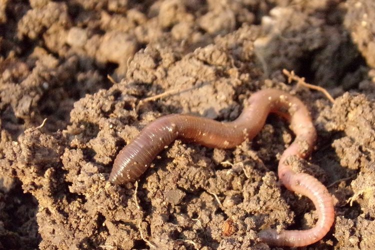 Ilustrasi tanah subur yang mengandung biota tanah