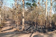 Api Lahap Tanah Kas Desa dan Lahan Warga di Kulon Progo, Penyebab Belum Diketahui
