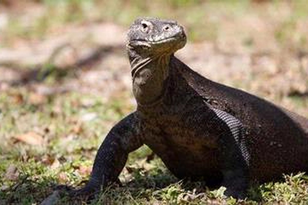 Komodo (Varanus komodoensis) di Pulau Rinca, Kecamatan Komodo, Manggarai Barat, Nusa Tenggara Timur, Senin (4/6/2012). 