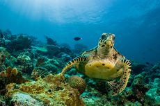 Studi Temukan Sarang Penyu yang Lebih Kecil di Pantai Florida