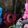 2 Bunga Raflesia Mekar Sempurna di Kebun Warga Agam Sumbar