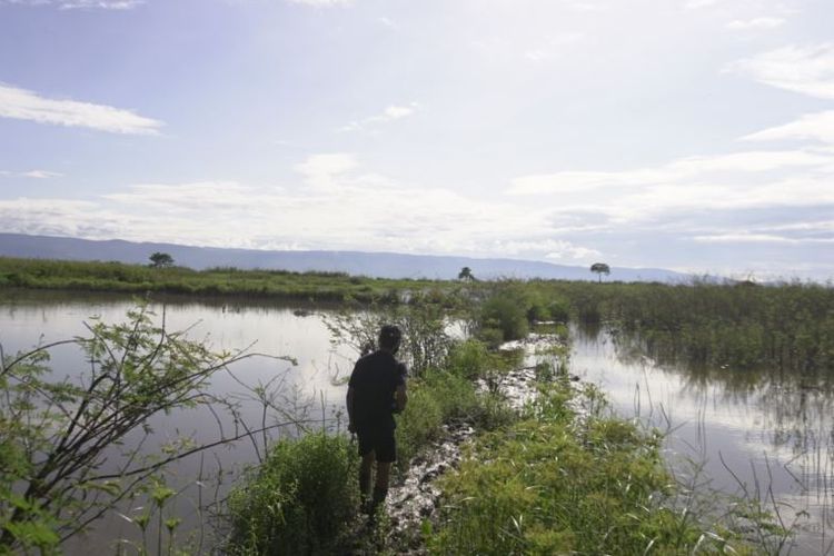 Seorang warga berjalan di antara pematang sawah yang tidak bisa diolah sejak Juli 2020 karena terendam air danau Poso. Jumat, 6 November 2020. 