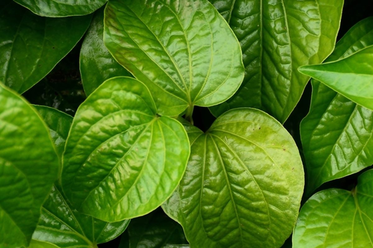 Ilustrasi daun sirih. 