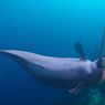 Mengenal Narwhal, Hewan dengan Gigi Paling Panjang di Dunia