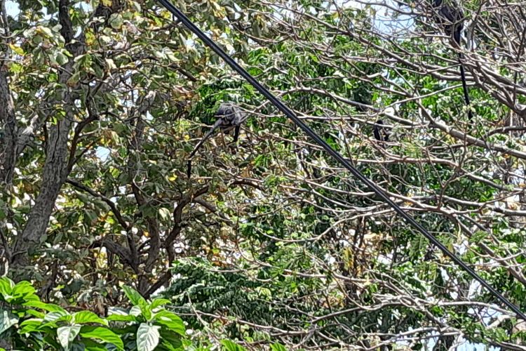 Kemarau Panjang, Kawanan Lutung Jawa di Situbondo Turun ke Jalan Pantura